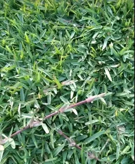 LM Berea grass and buffalo grass weed free