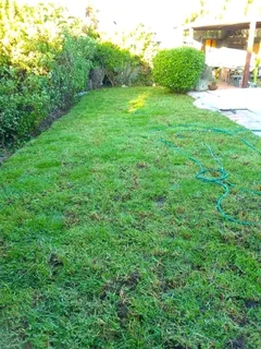 LM Berea grass and buffalo grass weed free