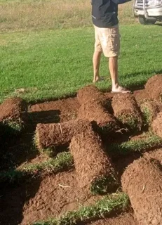 LM Berea grass and buffalo grass weed free