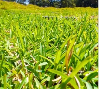 LM Berea grass and buffalo grass weed free