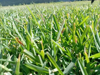 LM Berea grass and buffalo grass weed free