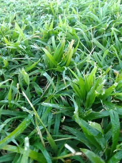 Delivery or installa New grass 100%