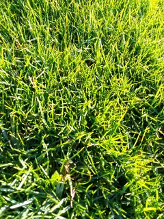 Delivery or installa New grass 100%