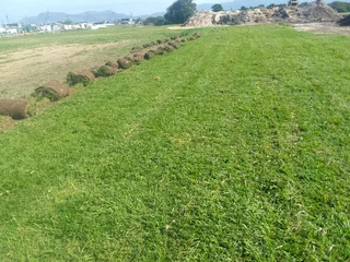 Roll on lawn fresh grass