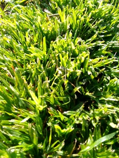 Roll on lawn fresh grass