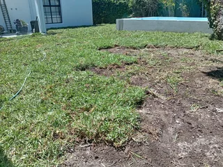 Roll on lawn fresh grass