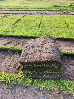 Roll on lawn Kikuyu grass