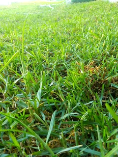 Roll on lawn Kikuyu grass