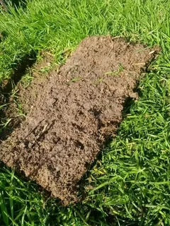 Roll on lawn Kikuyu grass and Lm Berea grass