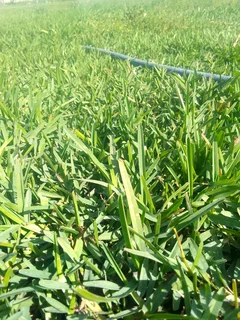 Supply and installa buffalo grass