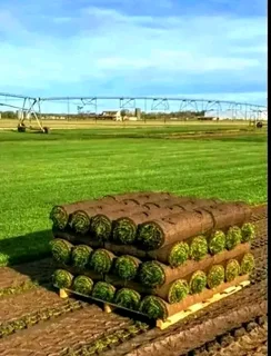 Supply and installa fresh grass