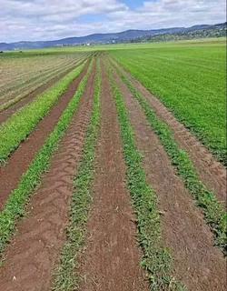 Supply and installa fresh grass