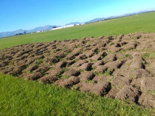 Roll on lawn Kikuyu grass and buffalo grass weed free