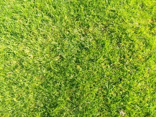 Roll on lawn Kikuyu grass and buffalo grass weed free