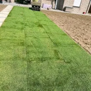 Roll on lawn Kikuyu grass and buffalo grass weed free