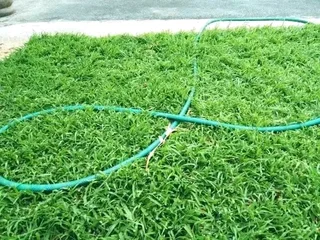 Roll on lawn Kikuyu grass and buffalo grass weed free