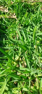 We do sell call type of roll on lawn Kikuyu grass & LM Berea grass and buffalo grass