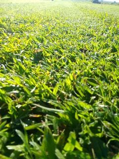 Professionals With Immense Experience In Installation &amp; Laying National Grass