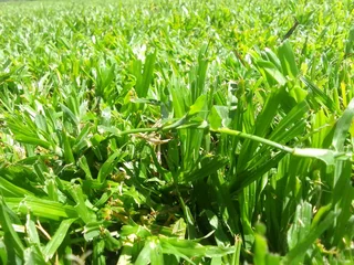 Laying national green and fresh grass