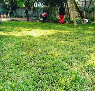 Laying national green and fresh grass