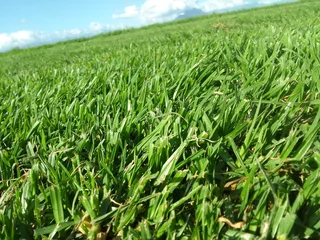 We are supply and installa off roll on lawn Lm Berea grass and buffalo grass national