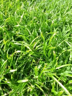 Roll on lawn Kikuyu grass