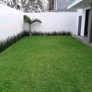 Roll on lawn Kikuyu grass