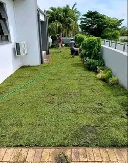 Roll on lawn Kikuyu grass