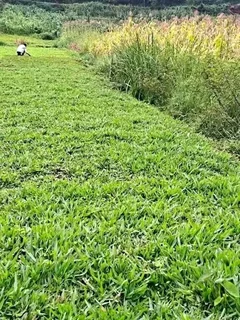 Roll on lawn Kikuyu grass