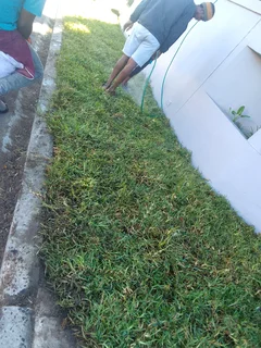 Supply and installa buffalo grass