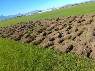 Supply and installa buffalo grass