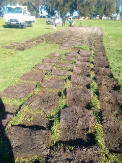 Supply and installa buffalo grass