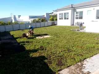 Supply and installa buffalo grass