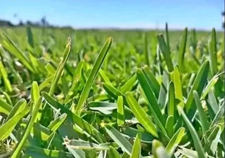 Delivery and installa fresh and green grass