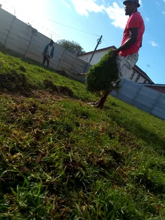 Delivery and installa fresh and green grass