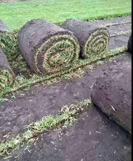 Roll on lawn Kikuyu grass
