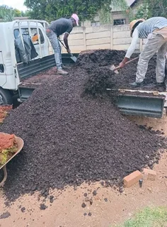 Roll on lawn Kikuyu grass