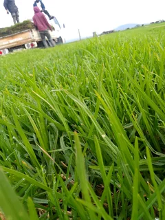 Supply and installa off roll on lawn Kikuyu grass and buffalo grass