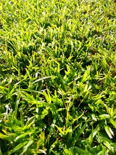 Supply and installa off roll on lawn Kikuyu grass and buffalo grass