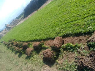 We do supply and installa call type of roll on lawn fresh and green grass