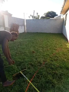 Roll on lawn Lm Berea grass Kikuyu grass and buffalo grass