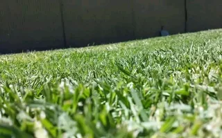 Roll on lawn Lm Berea grass Kikuyu grass and buffalo grass