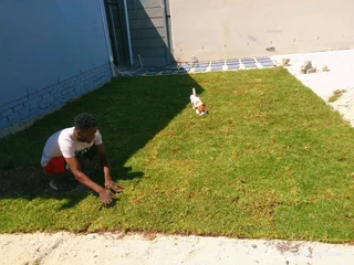 Green and fresh grass