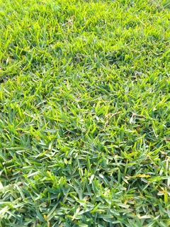 Roll on lawn Lm Berea grass