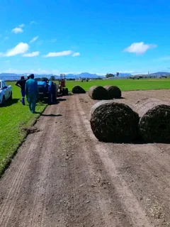 Green And Fresh Grass Straight From The Farm  Whatsapp Number 0672707801 Professionals With Immense