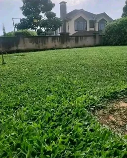 GREEN AND FRESH GRASS STRAIGHT FROM THE FARM  WhatsApp number 0672707801 PROFESSIONALS WITH IMMENSE