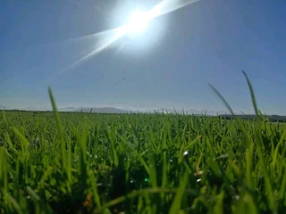 GREEN AND FRESH GRASS STRAIGHT FROM THE FARM  WhatsApp number 0672707801 PROFESSIONALS WITH IMMENSE