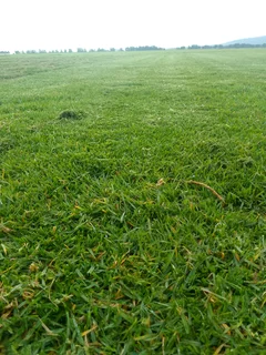 Roll on  lawn Kikuyu grass