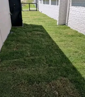 Roll on  lawn Kikuyu grass