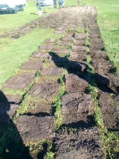 Roll on  lawn Kikuyu grass